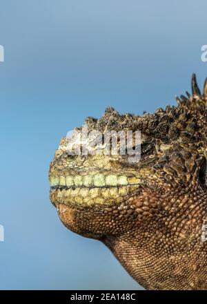 Iguana Marina a Galapagos, Isola di San Cristobal Foto Stock