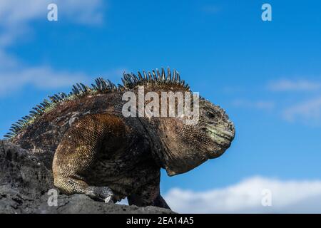 Iguana Marina a Galapagos, Isola di San Cristobal Foto Stock