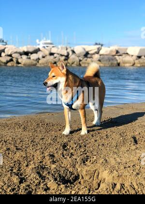 Un'immagine verticale di Shiba Inu marrone con imbracatura in piedi su una spiaggia di sabbia Foto Stock