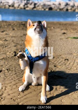 Un'immagine verticale di Shiba Inu marrone con imbracatura che guarda su una spiaggia di sabbia Foto Stock