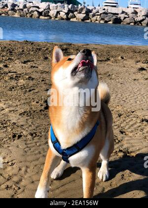 Un'immagine verticale di Shiba Inu marrone con imbracatura che guarda su una spiaggia di sabbia Foto Stock
