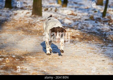 Ritratto del cane Old Danish Pointer che cammina sul sentiero dentro foresta in inverno Foto Stock