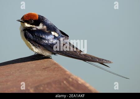Swallow con coda di filo (Hirundo smithii smithii) Foto Stock