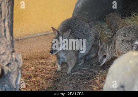 La wallaby a collo rosso o la wallaby di Bennett (Macropus rufogriseus) Foto Stock