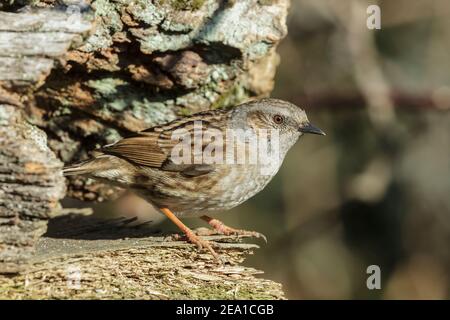 Dunnock, Prunella modularis, singolo adulto appollaiato su tronchi, Biggleswade, Bedfordshire, Regno Unito, 19 febbraio 2012 Foto Stock