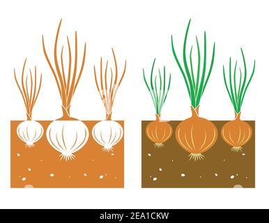 pianta di cipolla con foglie e tuberi, illustrazione vettoriale Illustrazione Vettoriale