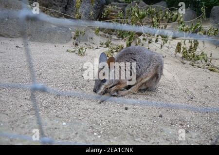 La wallaby a collo rosso o la wallaby di Bennett (Macropus rufogriseus) Foto Stock