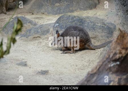 La wallaby a collo rosso o la wallaby di Bennett (Macropus rufogriseus) Foto Stock