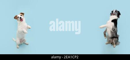 Banner cane obbedienza formazione. Jack russell e trucco di collie di confine. Seduta sulle gambe posteriori che implichano il comportamento. Isolato su sfondo blu. Foto Stock