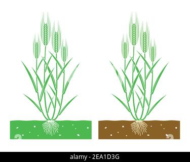 pianta di grano giovane con foglie e spighe di grano Illustrazione Vettoriale