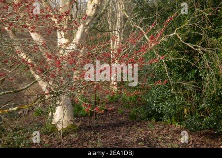 Fiori rossi su un arbusto cinese Witch Hazel in fiore d'inverno (Hamamelis mollis 'Coombe Wood') Crescere da un lago in un giardino di bosco in Rurale Devon Foto Stock