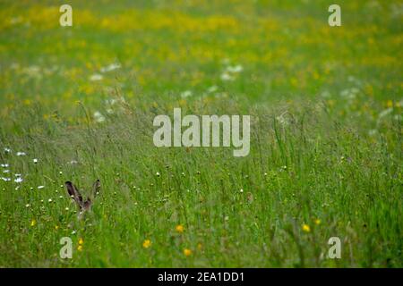 Lepre europeo, lepre bruno (Lepus europaeus) che si nasconde in un prato. Arboga, Svezia. Foto Stock