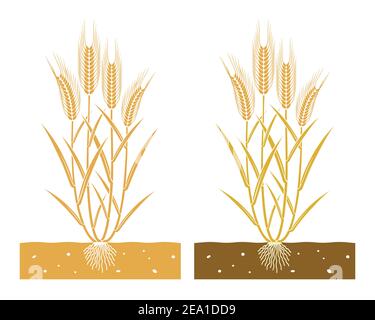 pianta di grano con foglie e spighe di grano Illustrazione Vettoriale