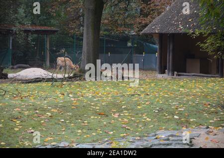 Lama lama lama nello zoo di Francoforte all'aperto Foto Stock