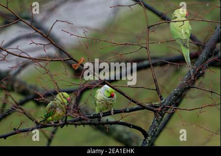 Colonia, Germania. 07 febbraio 2021. I parakeets collarred siedono in un albero del centro. Credit: Henning Kaiser/dpa/Alamy Live News Foto Stock