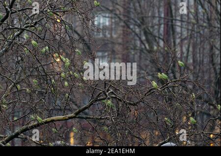 Colonia, Germania. 07 febbraio 2021. Il verde colato parakeet assomiglia quasi a foglie in un albero del centro. Credit: Henning Kaiser/dpa/Alamy Live News Foto Stock