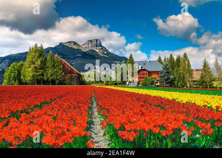 Ammirevole paesaggio di campagna primaverile con variopinte piantagioni di tulipani. Campi di fiori stagionali e montagne rocciose sullo sfondo, Austria, UE Foto Stock