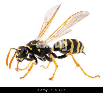 macro ripresa di wasp isolato su sfondo bianco. Primo piano di insetti vespa Foto Stock