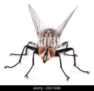 Una macro di mosca isolata su sfondo bianco. Vista frontale dell'insetto della mosca della casa Foto Stock