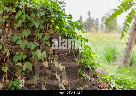 Vecchio muro di pietra con verde selvaggio creeper per sfondo Foto Stock