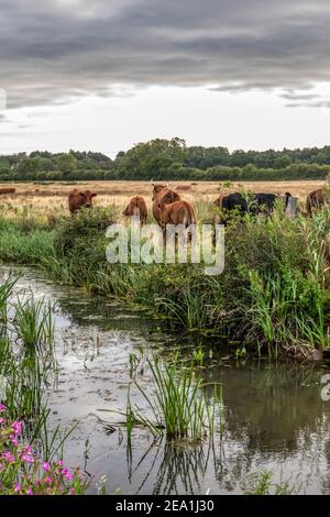 Bestiame su paludi pascolo in Norfolk nella mattina presto. Foto Stock
