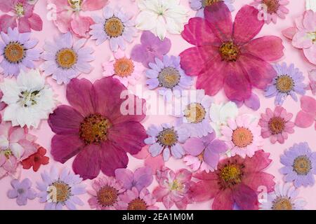 Composizione da fiori selvatici su sfondo rosa. Disposizione piatta. Vista dall'alto Foto Stock