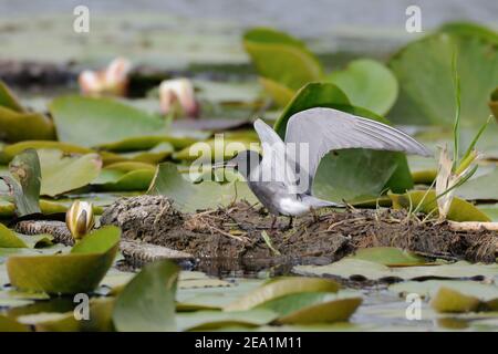 Terna nera * Chlidonias niger * seduta su aiuto nidificanti, con pesci in becco, ali flapping, fauna selvatica, Europa. Foto Stock
