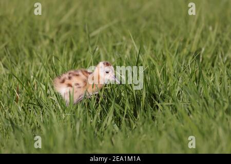 Godwit dalla coda nera (Limosa limosa), pulcino molto giovane, uccello nidifugoso, camminando attraverso l'erba di un vasto prato bagnato, fauna selvatica Europa. Foto Stock