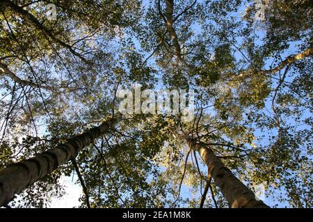 Guardando verso l'alto da un angolo basso al sole e. cielo blu attraverso le cime degli alberi in un pf di legno Alberi di betulla Foto Stock