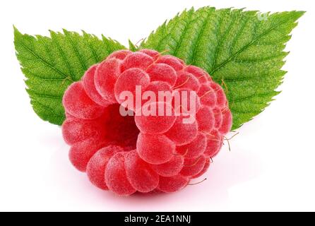 Un solo frutto di lampone con foglie di lampone verde isolate sfondo bianco Foto Stock