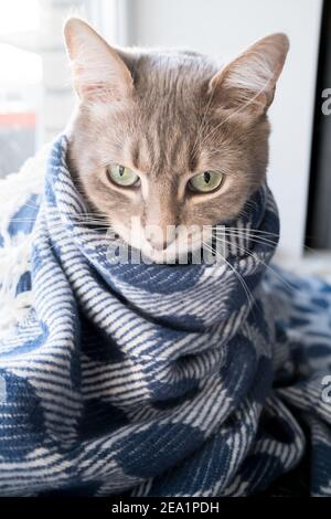 Gatto premuroso avvolto in una coperta calda e si siede su un davanzale alla finestra in una giornata invernale. Foto Stock