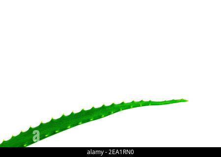 Cosmetici naturali, succosa foglia di aloe verde fresco su sfondo bianco, cura cosmetica, piante medicinali, posto per il testo, spazio di copia Foto Stock