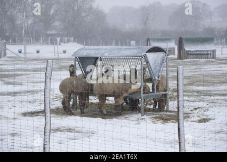 Ashford, Kent, Regno Unito. 07 Feb 2021. Regno Unito Meteo: Storm Darcy colpisce la città di Ashford in Kent. Alpaca in un allevamento di alpaca alla periferia di Ashford. Photo Credit: Paul Lawrenson/Alamy Live News Foto Stock