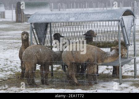 Ashford, Kent, Regno Unito. 07 Feb 2021. Regno Unito Meteo: Storm Darcy colpisce la città di Ashford in Kent. Alpaca in un allevamento di alpaca alla periferia di Ashford. Photo Credit: Paul Lawrenson/Alamy Live News Foto Stock