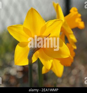 Narcisi gialle di fronte a una recinzione sfocata. Bokeh. Lo sfondo è sfocato. Contiene una recinzione, foglie autunnali e erba. Foto Stock