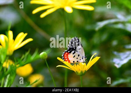 Nuova Delhi, India. 6 Feb 2021. Una farfalla è vista in un giardino a Nuova Delhi, India, 6 febbraio 2021. Credit: Parta Sarkar/Xinhua/Alamy Live News Foto Stock