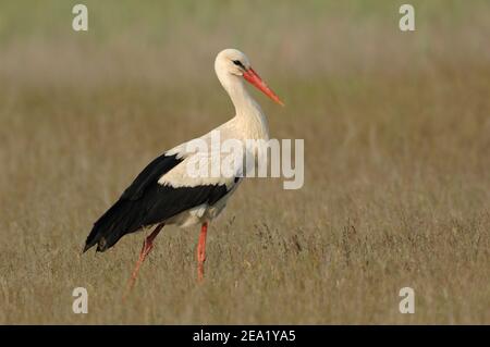 Cicogna bianca ( Ciconia ciconia ) camminando attraverso un vasto prato, lungo, erba alta, prato, fauna selvatica, Europa. Foto Stock