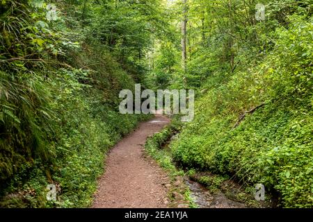 Sentiero escursionistico e ruscello nel Drachenschlucht, Gola del Drago vicino a Eisenach, Turingia Foto Stock