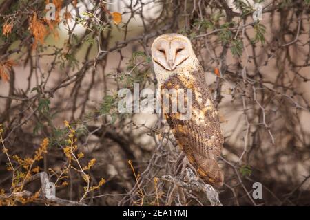 Barn Owl, Tyto alba, Nossob District, Kgalagadi TransFrontier National Park, Sudafrica Foto Stock