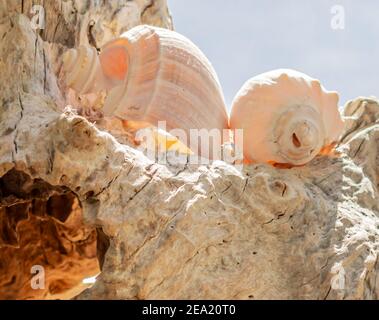 Ancora vita di due conchiglie su un vecchio pezzo di legno Foto Stock