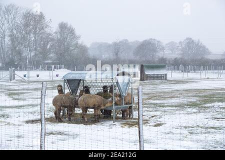 Ashford, Kent, Regno Unito. 7 Feb 2021. Regno Unito Meteo: Storm Darcy colpisce la città di Ashford in Kent. Alpaca in un allevamento di alpaca alla periferia di Ashford. Photo Credit: Paul Lawrenson/Alamy Live News Foto Stock