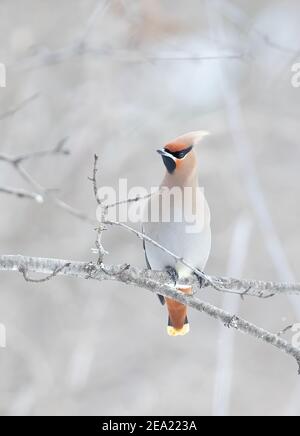 Ala bohémien (Bombycilla garrulus) Appollaiato su un ramo in un inverno canadese Foto Stock