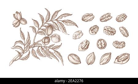 Set Pecan. Vettore disegnato a mano pianta, ramo, noci, foglia. Cibo sano e naturale. Immagine di texture vintage isolata su sfondo bianco. Raccolto di fattoria Illustrazione Vettoriale