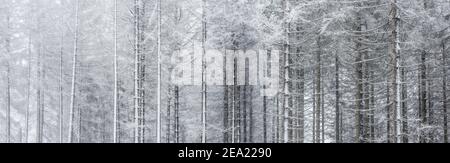 Foresta di abete rosso con neve e nebbia nelle montagne di Harz, vicino a St. Andreasberg, bassa Sassonia, Germania Foto Stock