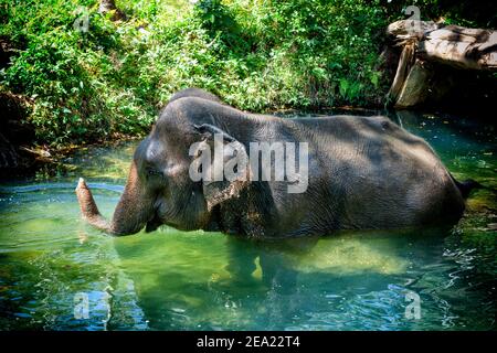 Un elefante asiatico solitario (Elephas maximus), gode di bagni in un fiume giungla in Thailandia Foto Stock