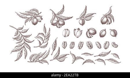 Set di dadi Pecan. Pianta vettoriale, ramo d'annata, foglie. Cibo sano e naturale. Illustrazione della texture disegnata a mano isolata su sfondo bianco. Raccolto di fattoria Illustrazione Vettoriale