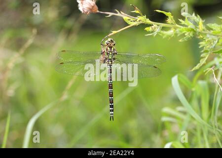 Dragonfly di falco meridionale (Aeshna cyanea), maschio che poggia su un cardo, Renania settentrionale-Vestfalia, Germania Foto Stock
