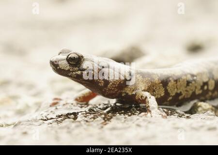 Un bel modello Aneides ferreus, salamander nuvoloso che attraversa una strada piovosa Foto Stock