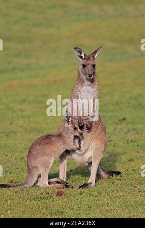 Canguro grigio gigante orientale (Macropus giganteus), adulto, femmina, madre con giovane, gruppo, tre animali, comportamento sociale, in un prato, Maloney Foto Stock