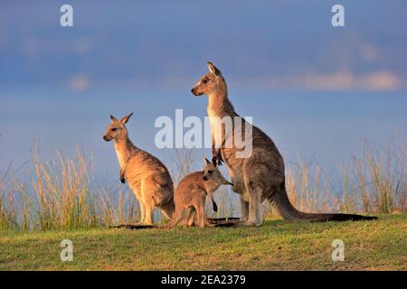 Canguro grigio gigante orientale (Macropus giganteus), adulto, femmina, madre con giovane, gruppo, tre animali, comportamento sociale, in un prato, Maloney Foto Stock